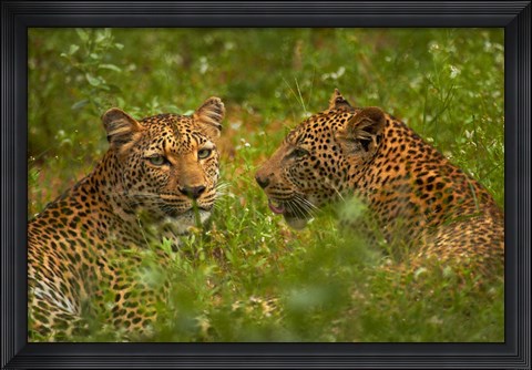 Framed Leopards, Kruger National Park, South Africa Print