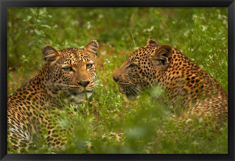 Framed Leopards, Kruger National Park, South Africa Print