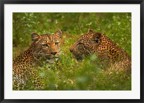 Framed Leopards, Kruger National Park, South Africa Print