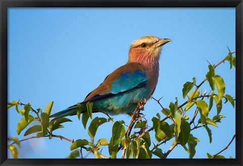Framed Lilac-breasted Roller, Nxai Pan National Park, Botswana, Africa Print