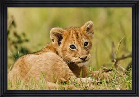 Framed Lion cub in the bush, Maasai Mara Wildlife Reserve, Kenya Print
