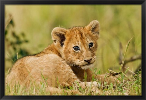 Framed Lion cub in the bush, Maasai Mara Wildlife Reserve, Kenya Print