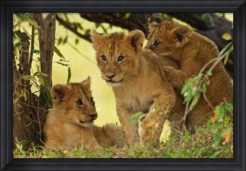 Framed Lion cubs in the bush, Maasai Mara Wildlife Reserve, Kenya Print