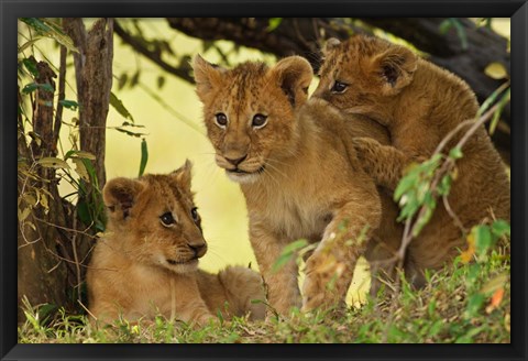 Framed Lion cubs in the bush, Maasai Mara Wildlife Reserve, Kenya Print