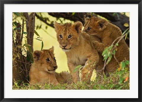 Framed Lion cubs in the bush, Maasai Mara Wildlife Reserve, Kenya Print