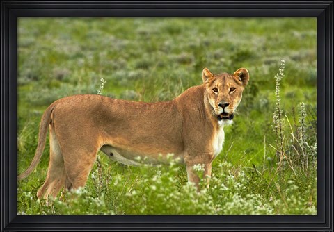 Framed Lioness, Etosha National Park, Namibia Print