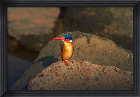 Framed Malachite Kingfisher, Alcedo cristata, Kruger NP, South Africa Print