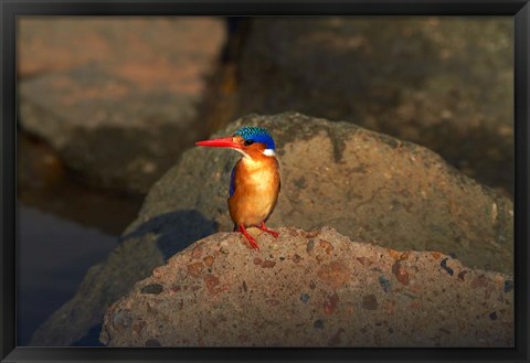 Framed Malachite Kingfisher, Alcedo cristata, Kruger NP, South Africa Print