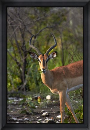 Framed Male Black-faced impala, Etosha National Park, Namibia Print