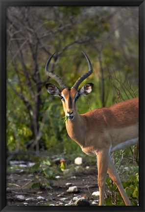 Framed Male Black-faced impala, Etosha National Park, Namibia Print