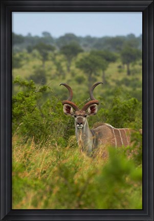 Framed Male greater kudu, Kruger National Park, South Africa Print