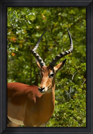 Framed Male Impala, Hwange National Park, Zimbabwe, Africa Print