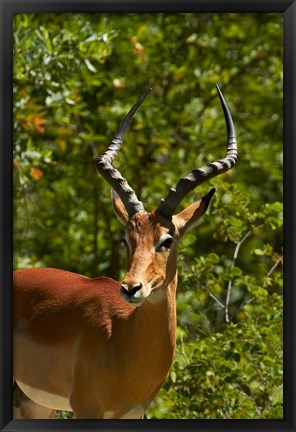 Framed Male Impala, Hwange National Park, Zimbabwe, Africa Print