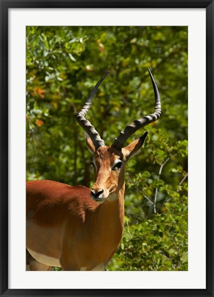 Framed Male Impala, Hwange National Park, Zimbabwe, Africa Print