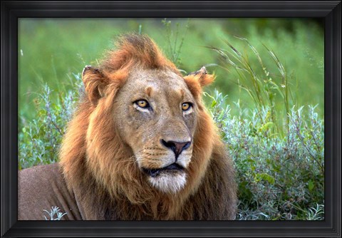 Framed Male Lion, Kruger National Park, South Africa Print