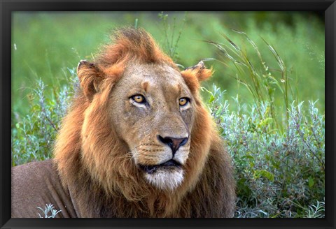 Framed Male Lion, Kruger National Park, South Africa Print