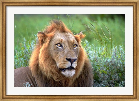 Framed Male Lion, Kruger National Park, South Africa Print