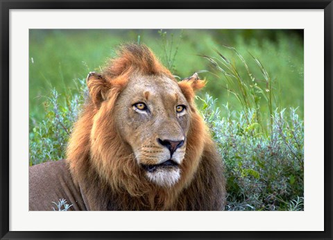 Framed Male Lion, Kruger National Park, South Africa Print