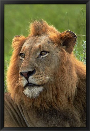 Framed Male Lion, Panthera leo, Kruger NP, South Africa Print