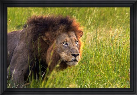 Framed Male Lion, South Africa Print