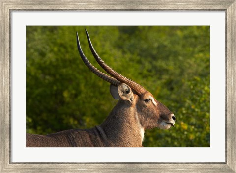 Framed Male waterbuck, Kruger National Park, South Africa Print