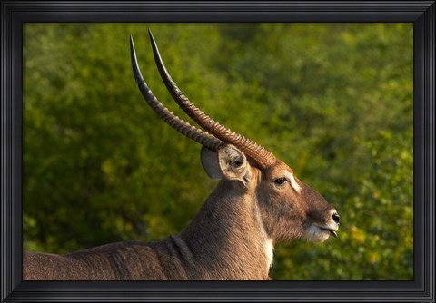 Framed Male waterbuck, Kruger National Park, South Africa Print
