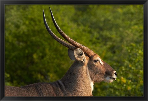 Framed Male waterbuck, Kruger National Park, South Africa Print