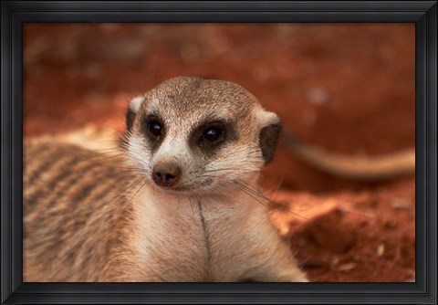Framed Meerkat, Tiras Mountains, Southern Namibia Print