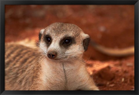 Framed Meerkat, Tiras Mountains, Southern Namibia Print