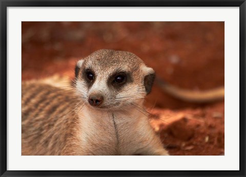 Framed Meerkat, Tiras Mountains, Southern Namibia Print