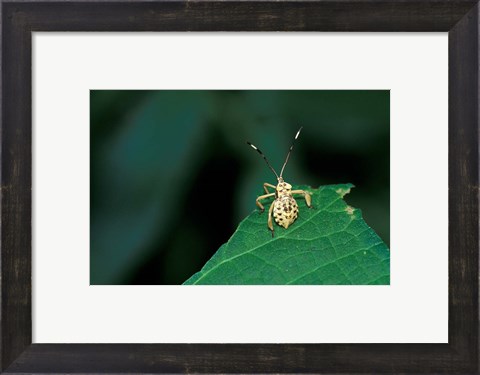 Framed Insect on Green Leaf, Gombe National Park, Tanzania Print