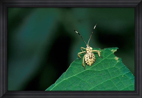 Framed Insect on Green Leaf, Gombe National Park, Tanzania Print