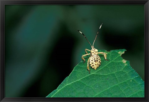 Framed Insect on Green Leaf, Gombe National Park, Tanzania Print