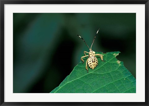 Framed Insect on Green Leaf, Gombe National Park, Tanzania Print