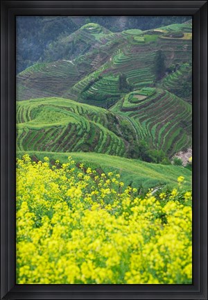 Framed Landscape of Canola and Terraced Rice Paddies, China Print