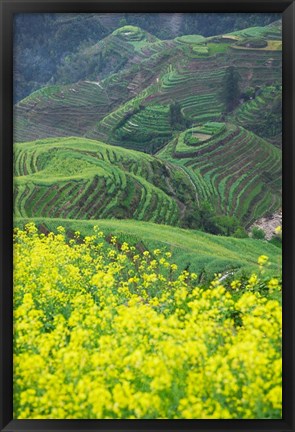 Framed Landscape of Canola and Terraced Rice Paddies, China Print