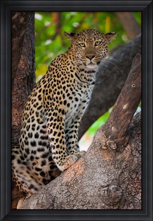 Framed Leopard, Botswana Print