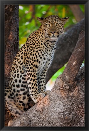 Framed Leopard, Botswana Print