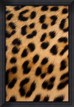 Framed Leopard, Okavango Delta, Botswana Print