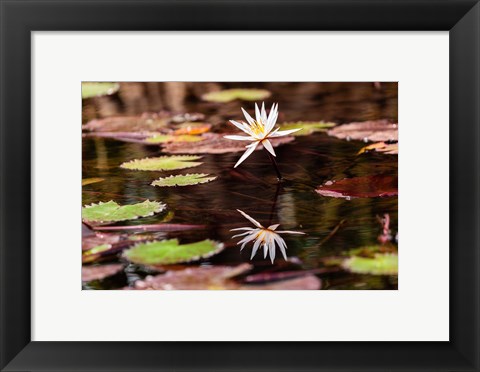 Framed Lily in bloom on the Du River, Monrovia, Liberia Print