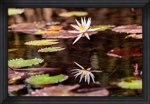 Framed Lily in bloom on the Du River, Monrovia, Liberia Print