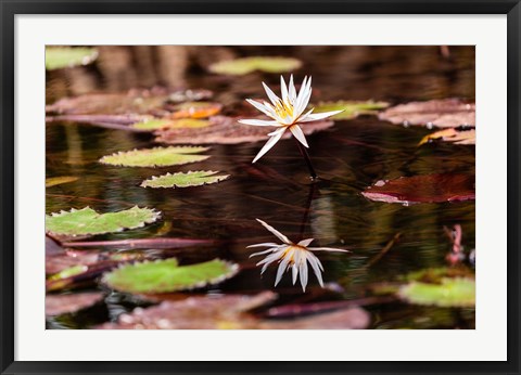 Framed Lily in bloom on the Du River, Monrovia, Liberia Print