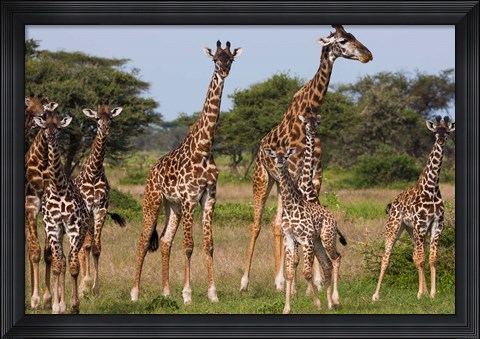Framed Maasai giraffe, Serengeti NP, Tanzania. Print