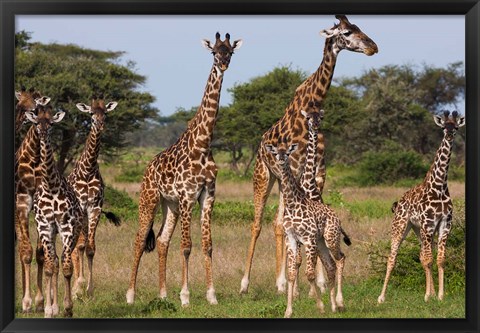 Framed Maasai giraffe, Serengeti NP, Tanzania. Print