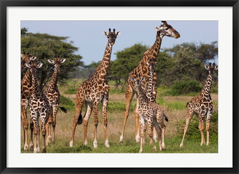 Framed Maasai giraffe, Serengeti NP, Tanzania. Print