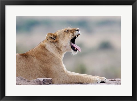 Framed Kenya, Masai Mara NWR, Keekorok Lodge. African lion Print