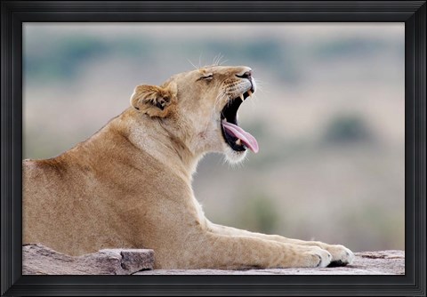 Framed Kenya, Masai Mara NWR, Keekorok Lodge. African lion Print