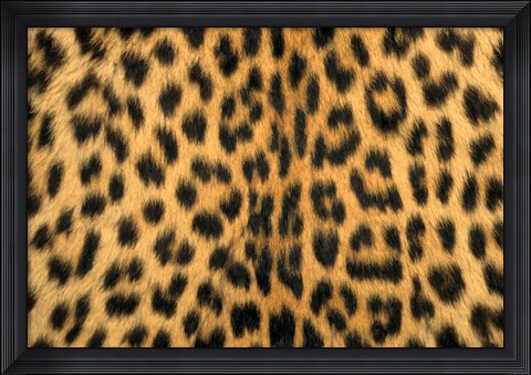 Framed Leopard, Masai Mara Reserve, Kenya Print