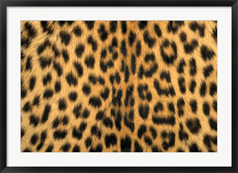 Framed Leopard, Masai Mara Reserve, Kenya Print