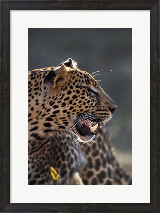 Framed Leopard, Panthera pardus, Samburu Game Reserve, Kenya Print